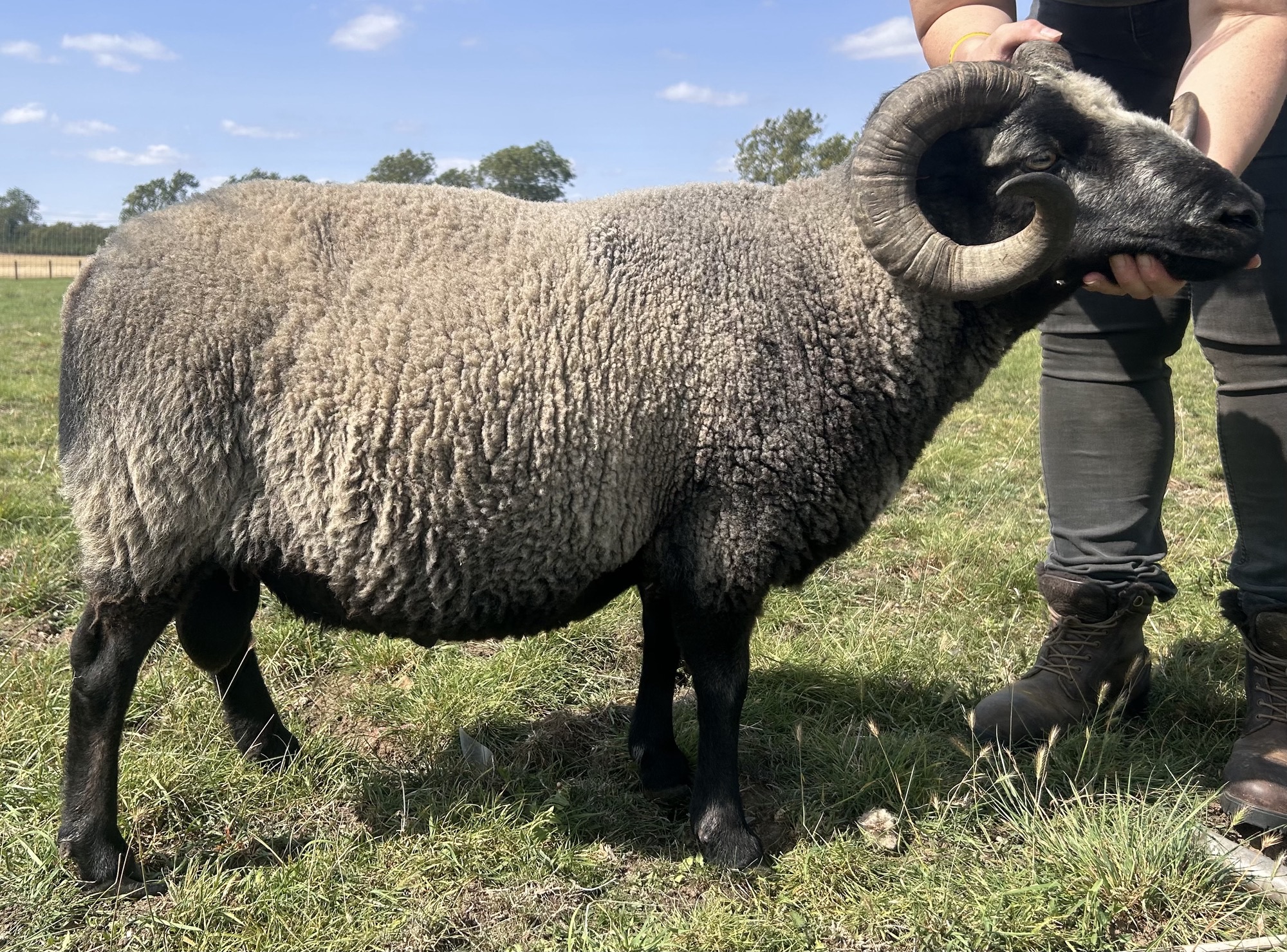 Stock Ram for Sale