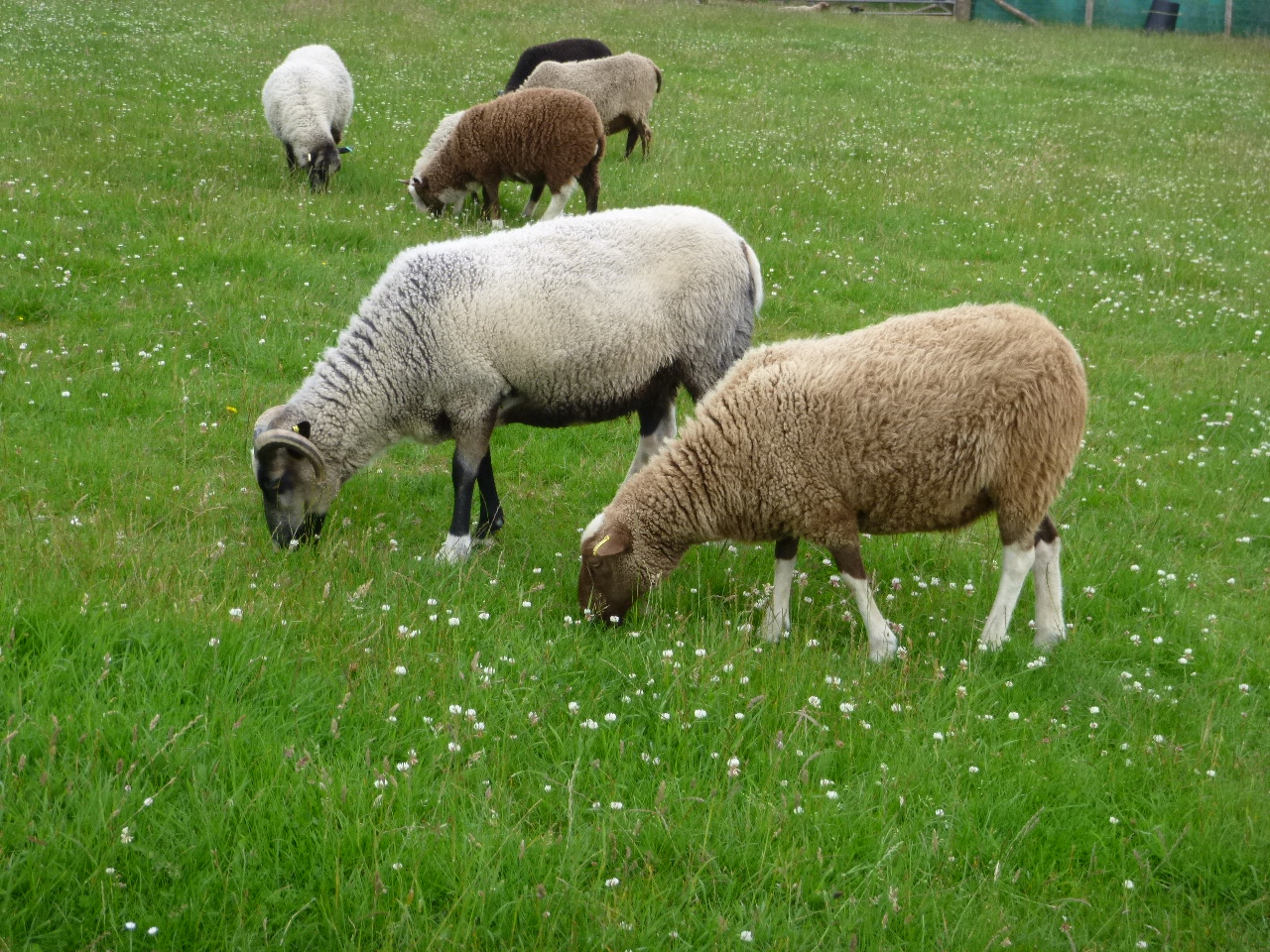 Merlwood Flock various sheep for sale image 2