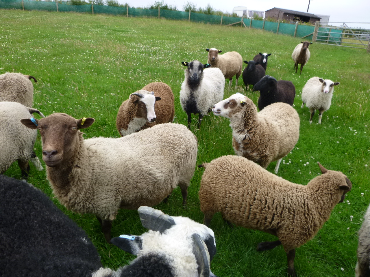 Merlwood Flock various sheep for sale image 3