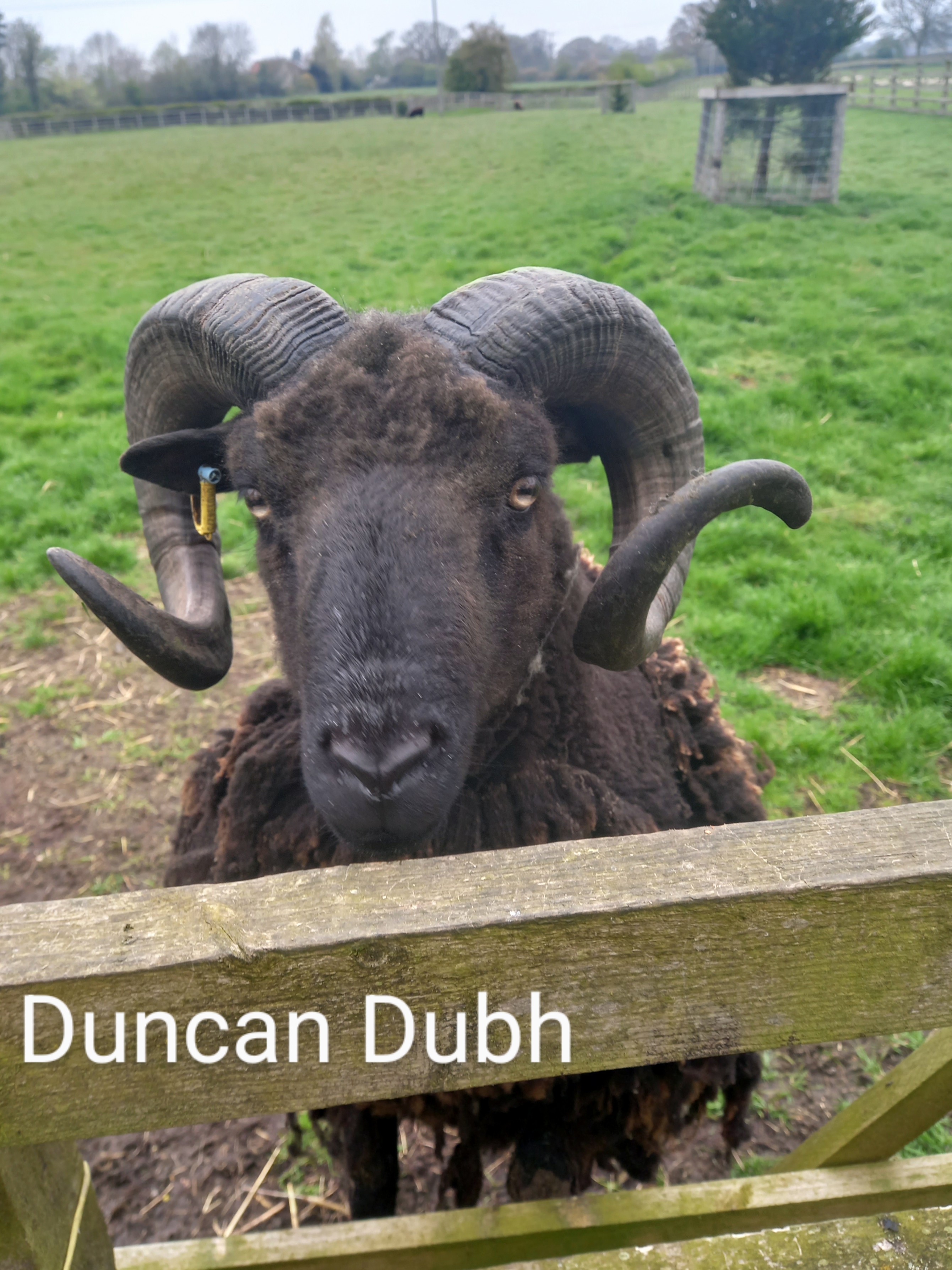 APPROVED RAM - WEST LILLING DUNCAN DUBH image 2