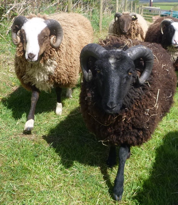 Shearling Rams, Young Ewes and Wethers For Sale image 1