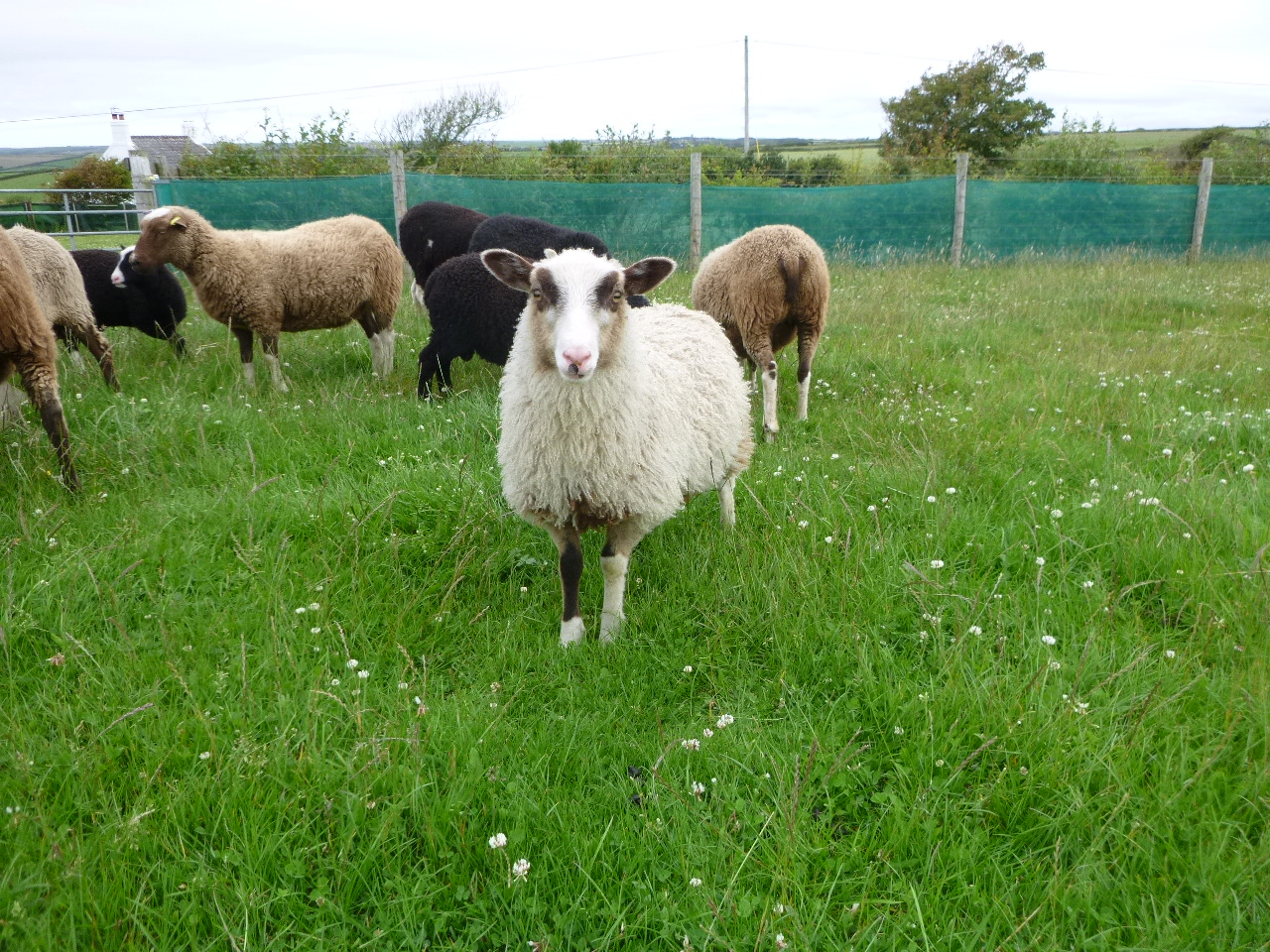 Shearling Rams, Young Ewes and Wethers For Sale image 2