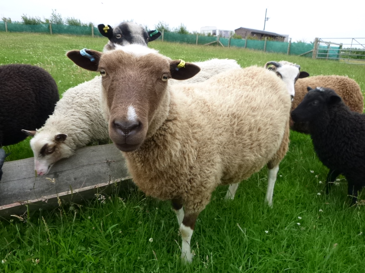 Shearling Rams, Young Ewes and Wethers For Sale image 3