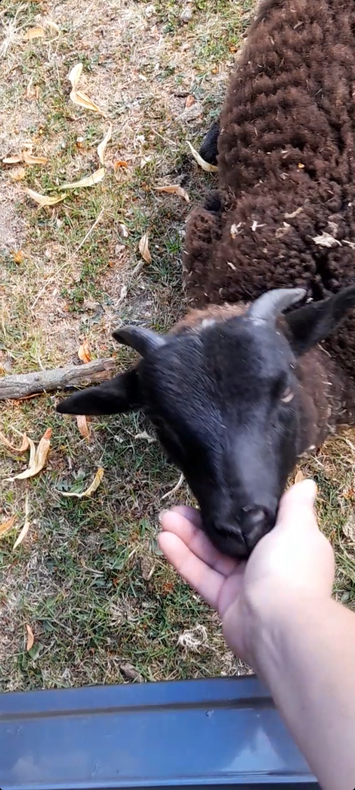 WANTED EWES image 1