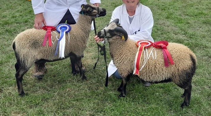 SHETLANDS OF PENLON STOCK FOR SALE