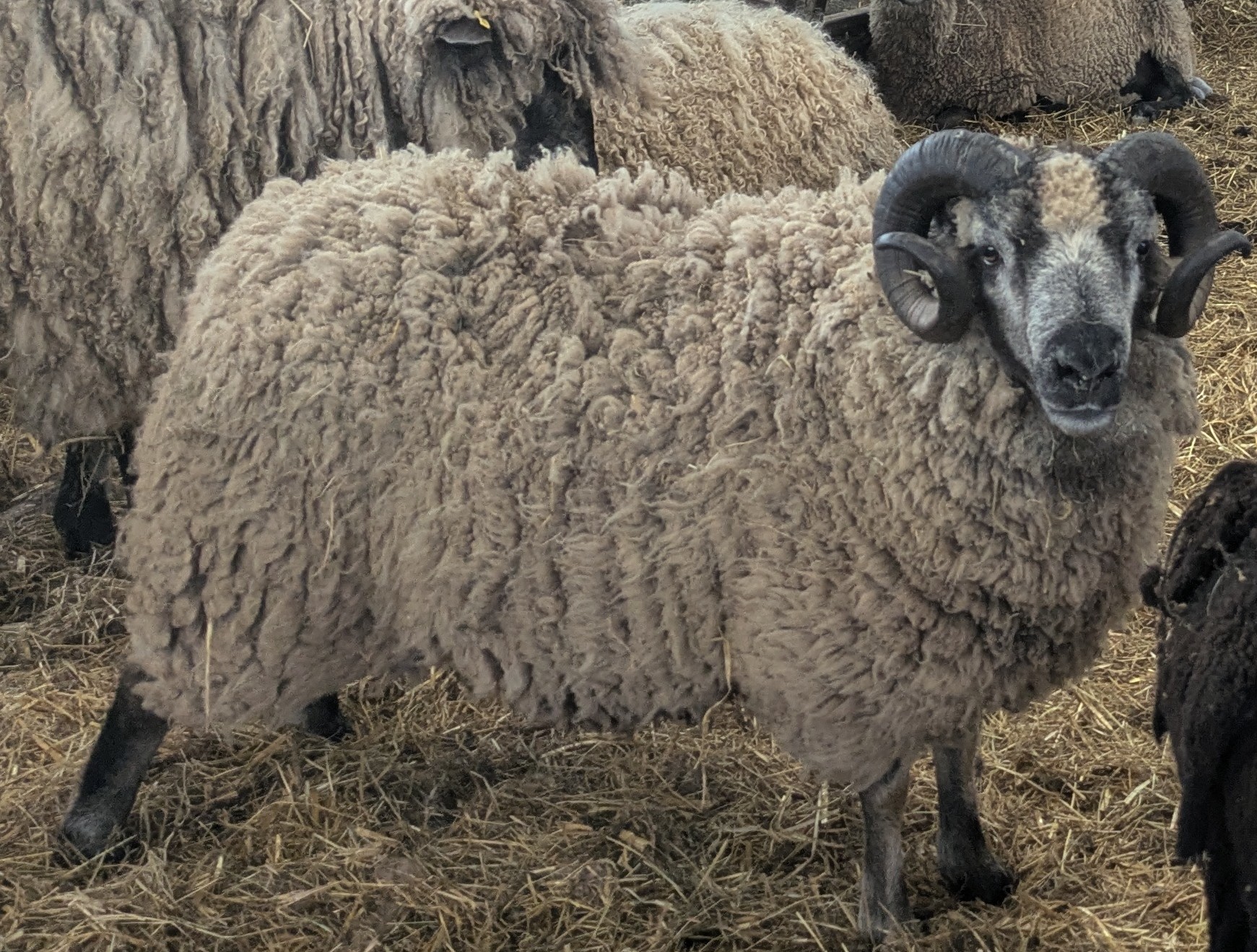 Flock Reduction image 2