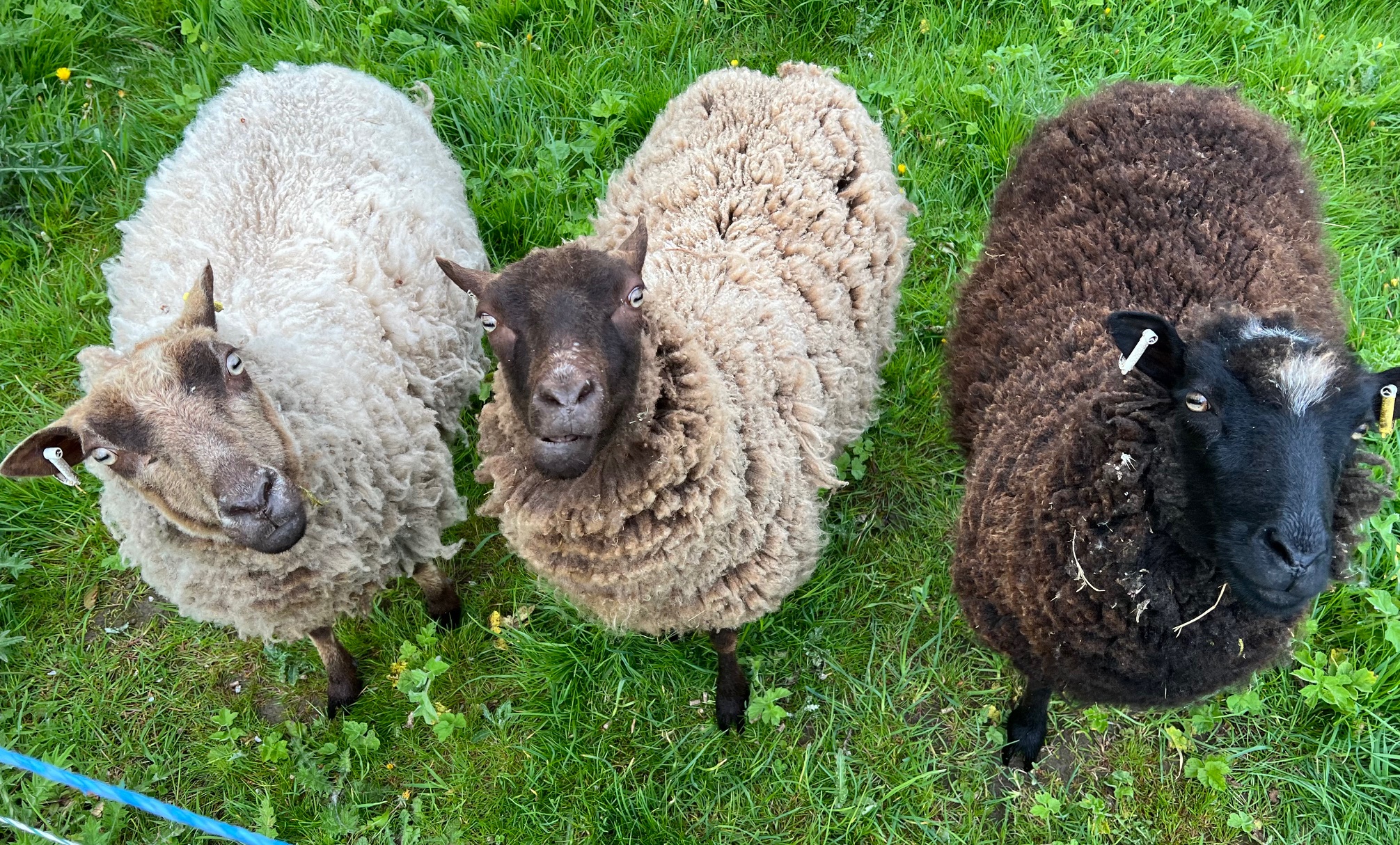 Free to good home - Shetland Ewes & Tups