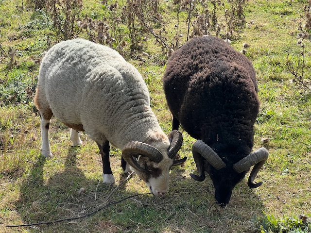 Free to good home - Shetland Ewes & Tups image 2