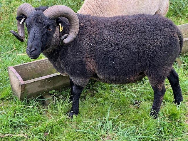 Free to good home - Shetland Ewes & Tups image 3
