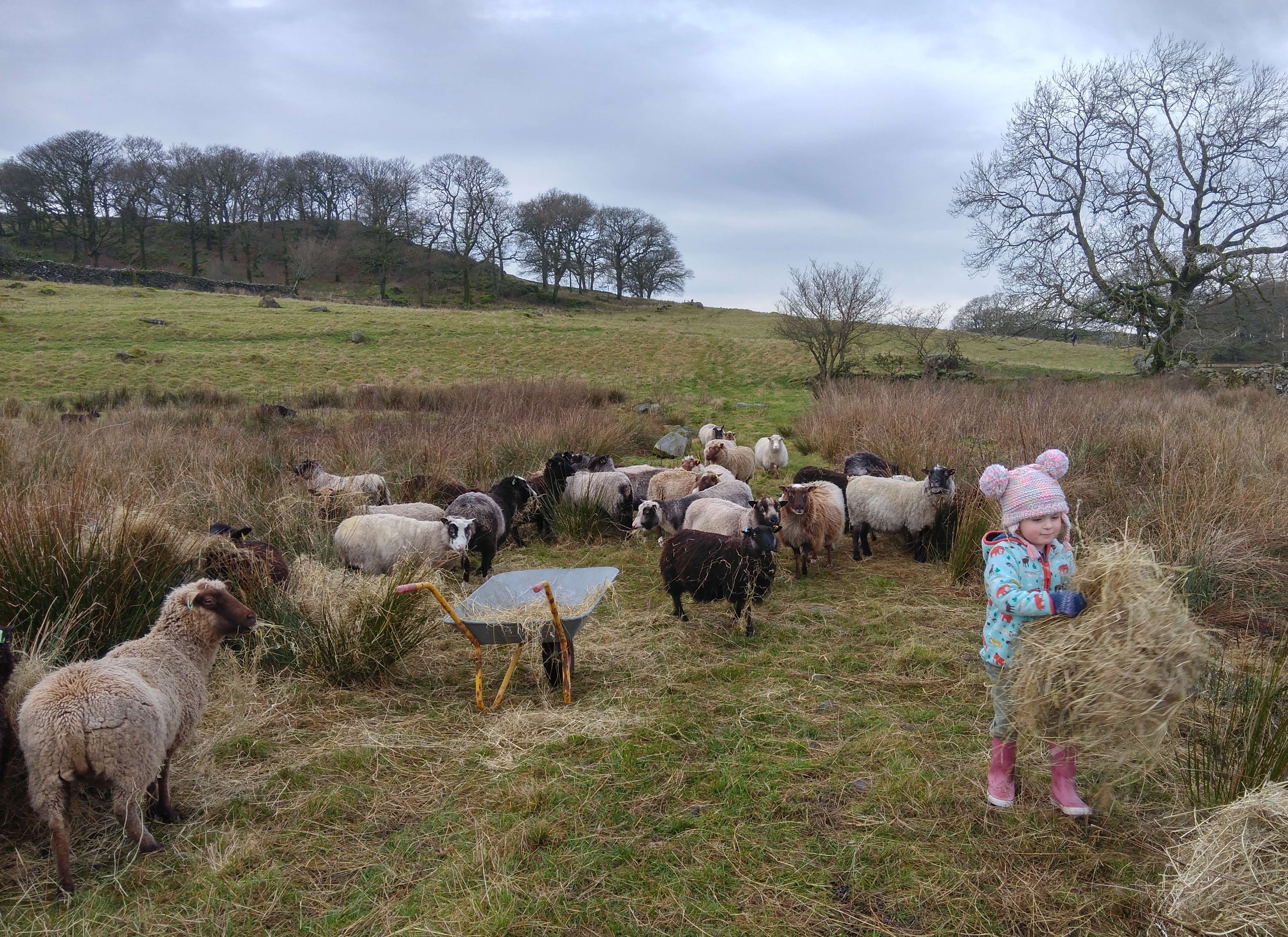 Smali Shetland Sheep - range of stock available image 2