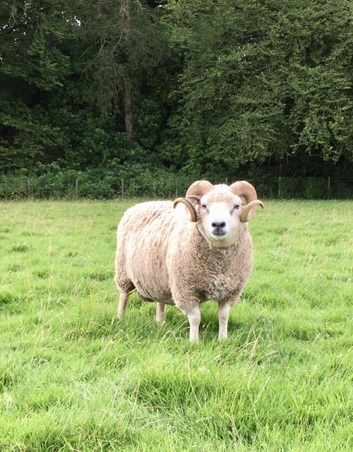 White and coloured rams for sale image 1
