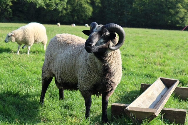 White and coloured rams for sale image 2