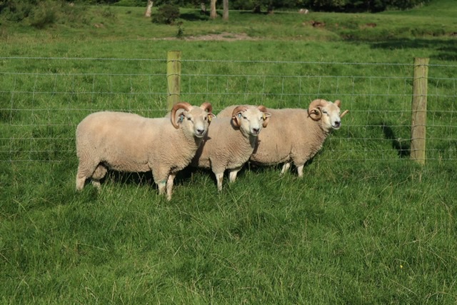 White and coloured rams for sale image 3