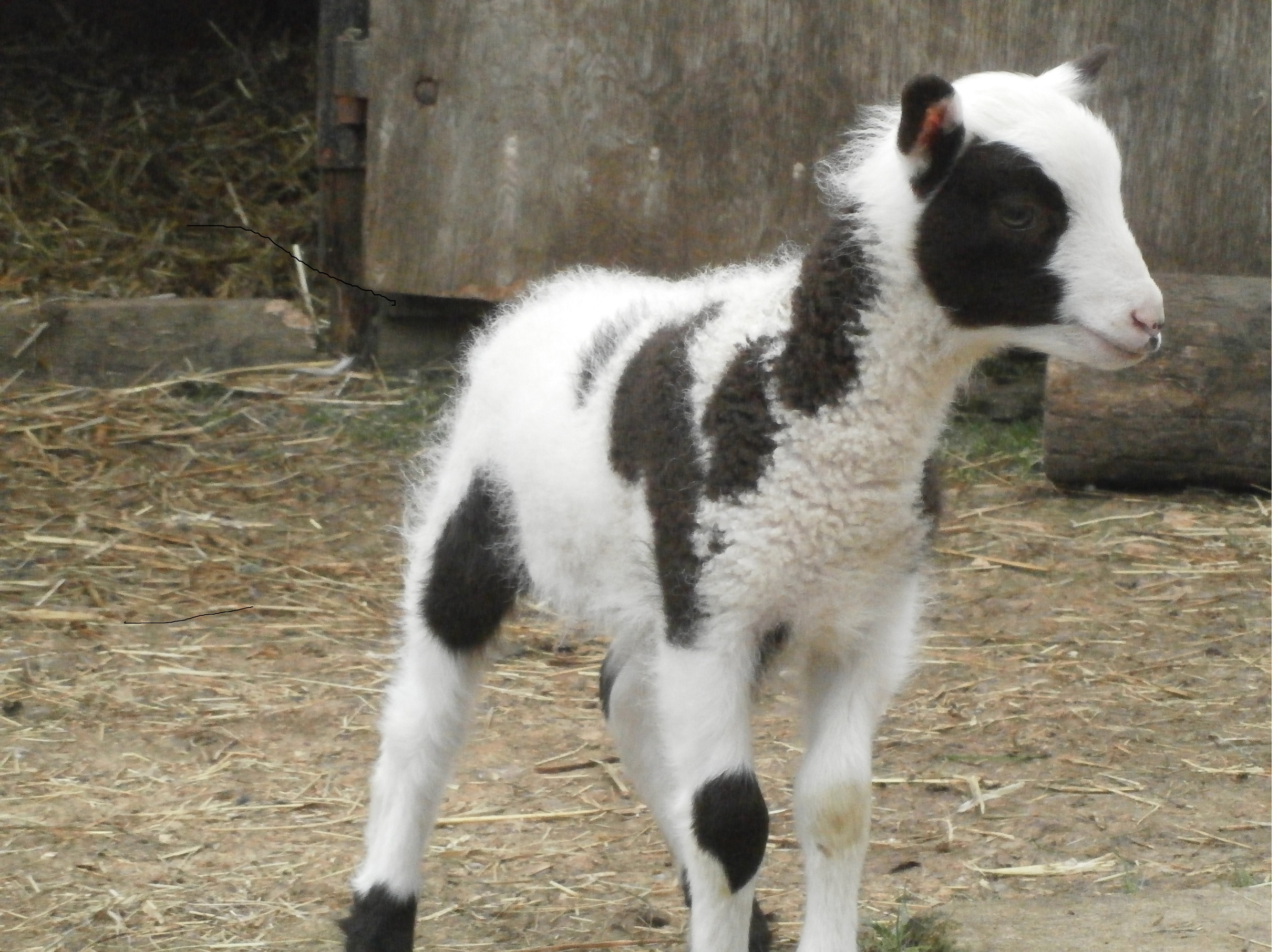Shetland Sheep image 1
