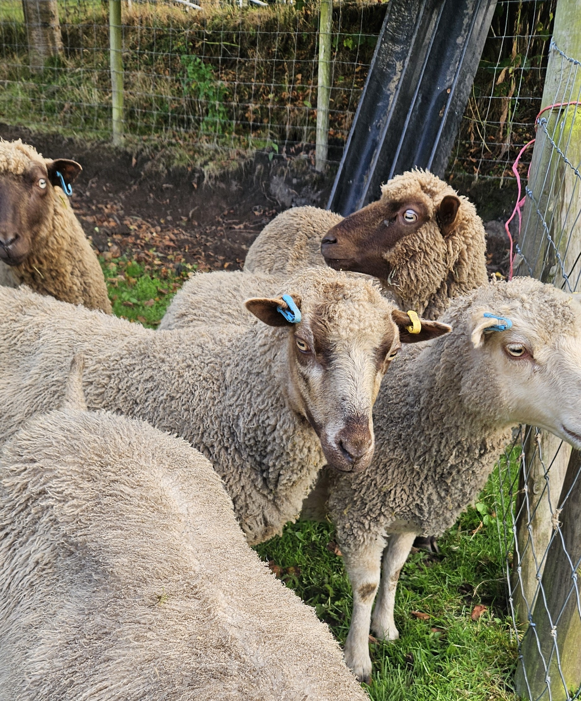 Flock Dispersal