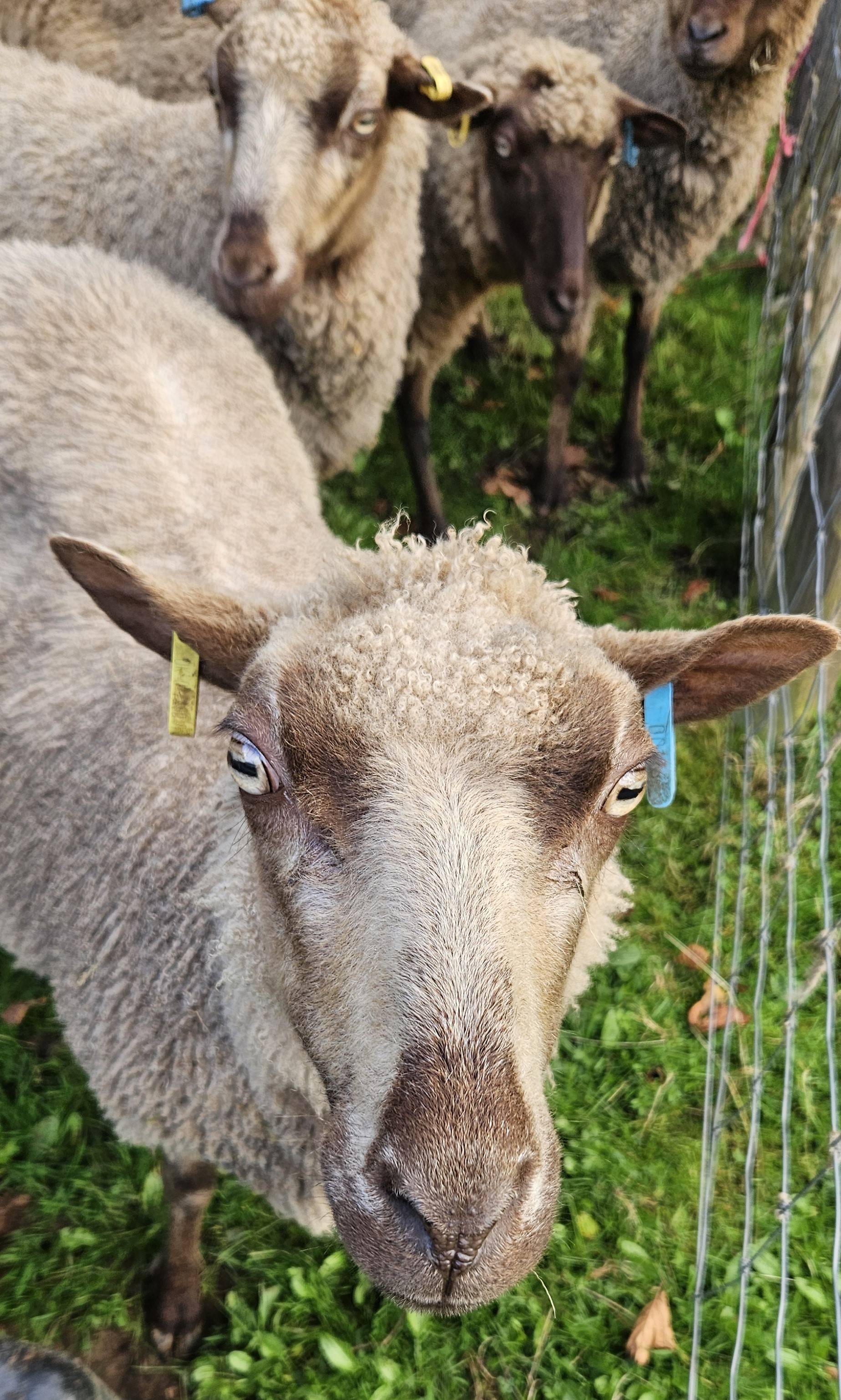 Flock Dispersal image 2