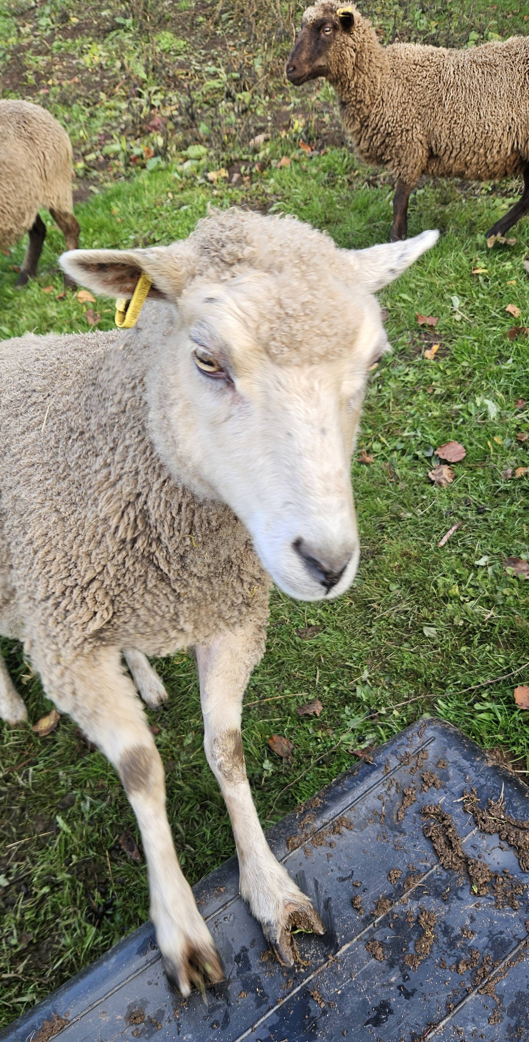 Flock Dispersal image 3