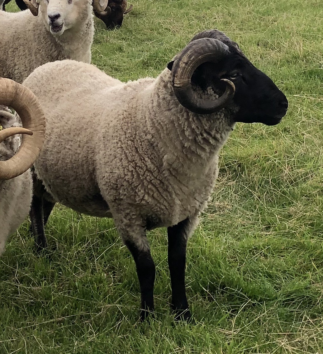 For Sale Shetland Shearling Rams image 1