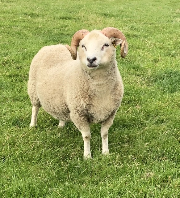 For Sale Shetland Shearling Rams image 2