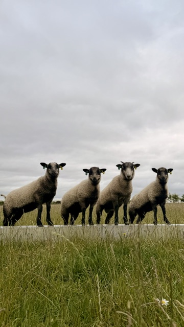 PEDIGREE SHETLAND SHEEP FOR SALE