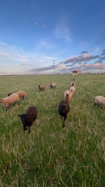 PEDIGREE SHETLAND SHEEP FOR SALE image 2