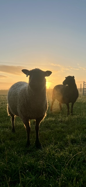 PEDIGREE SHETLAND SHEEP FOR SALE image 3