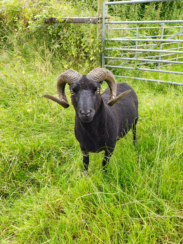 Proven registered ram for sale or swap, and ram lambs for sale ...