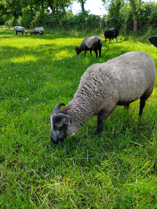 Proven registered ram for sale or swap, and ram lambs for sale ...