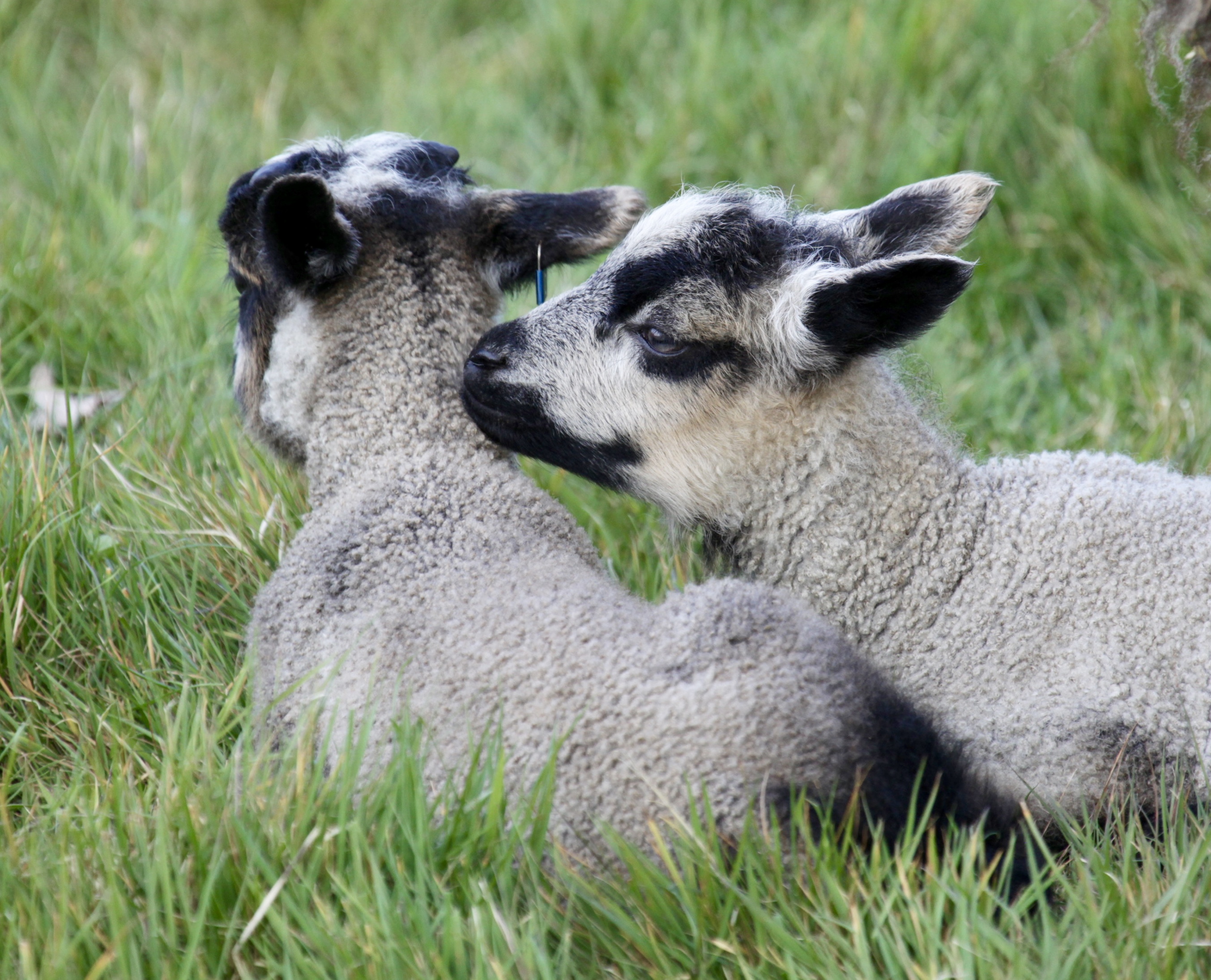 Chalksole flock East Kent image 1