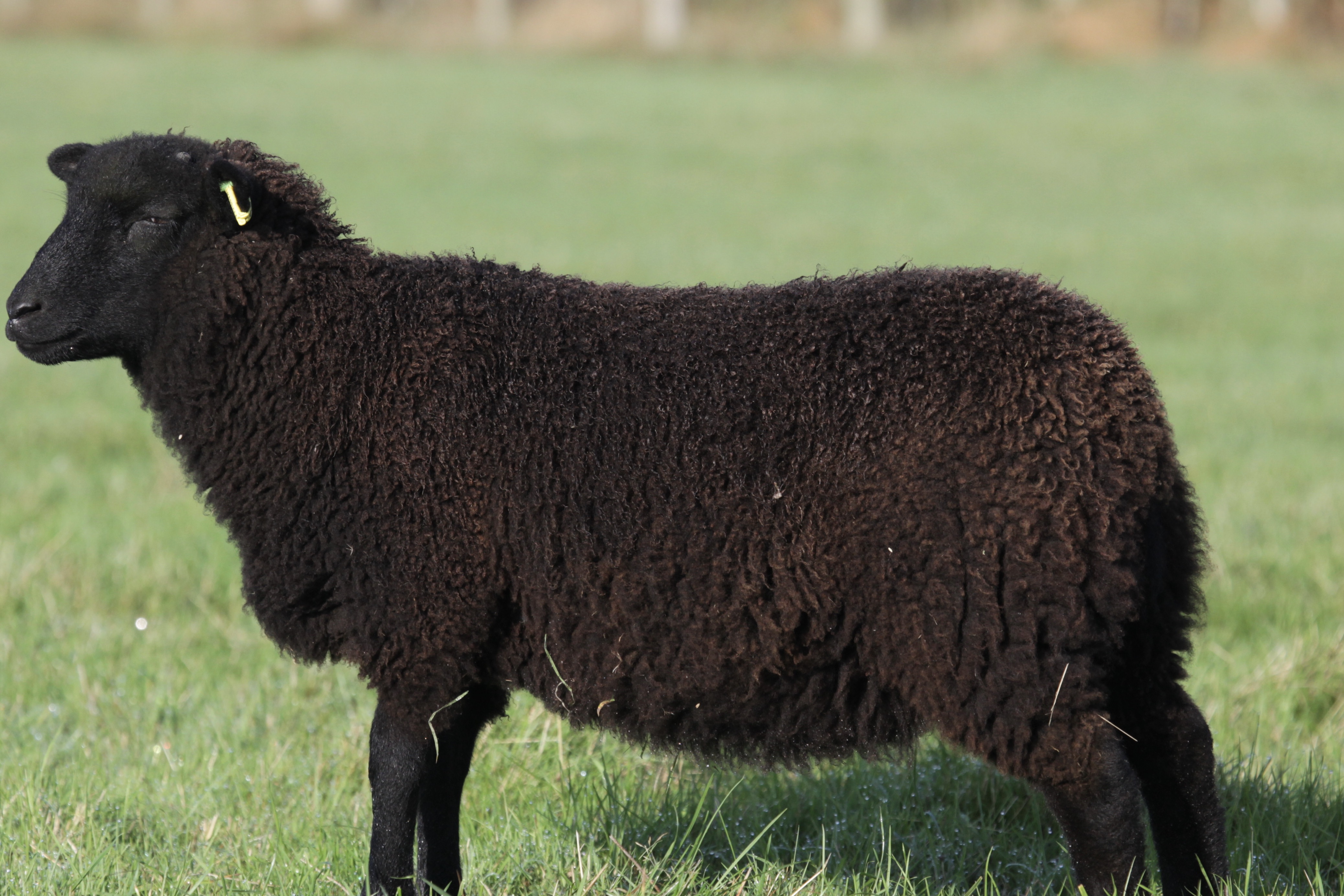 Chalksole flock East Kent image 2