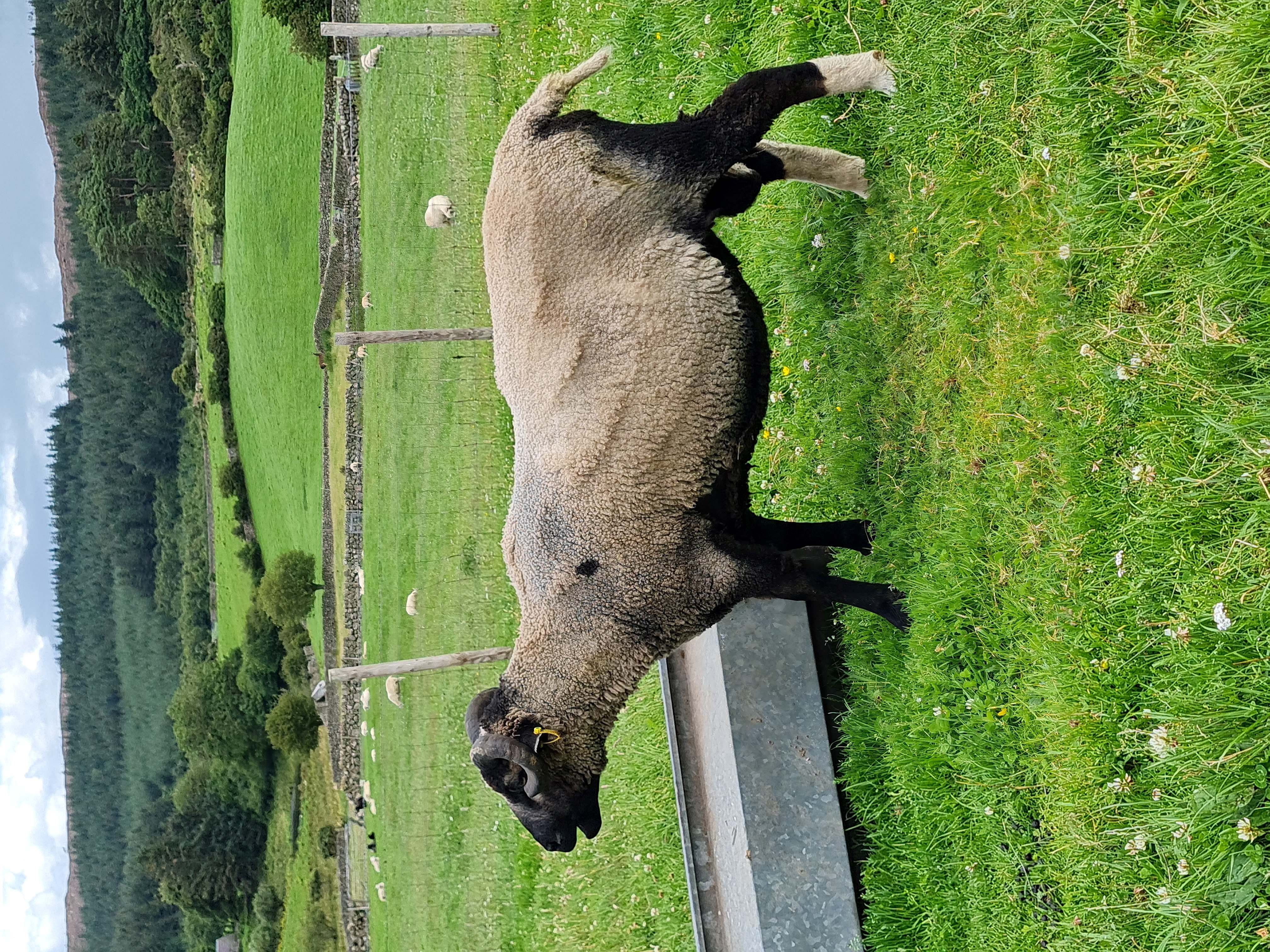 Shearling Tup needs new home image 1