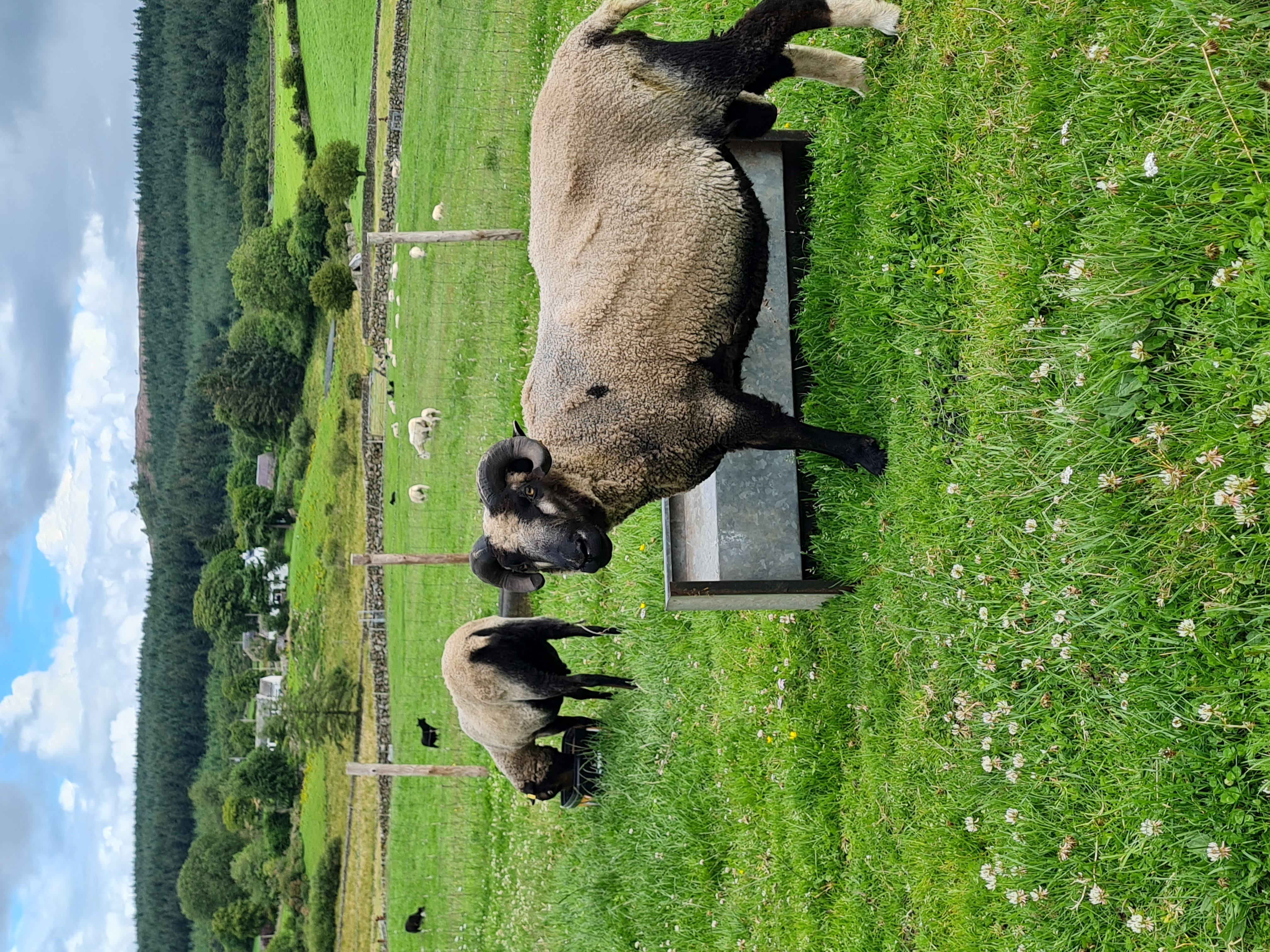 Shearling Tup needs new home image 2