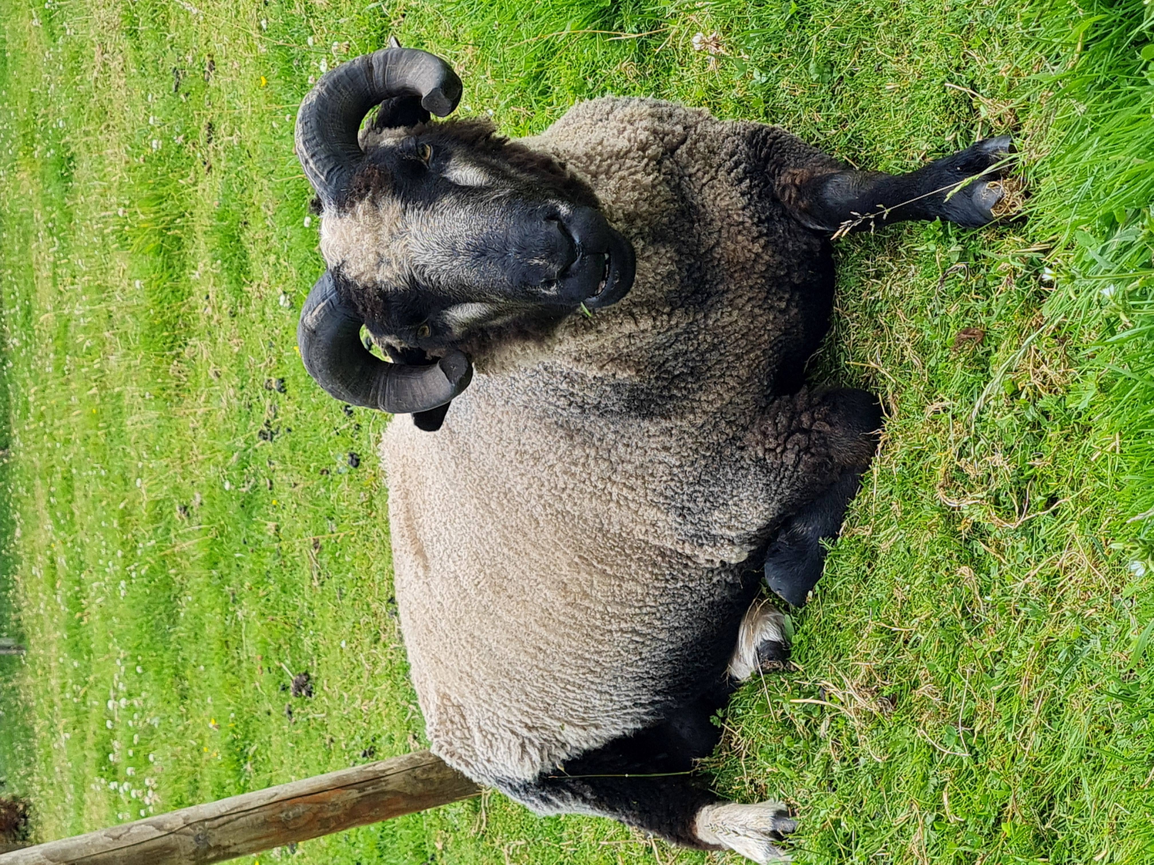 Shearling Tup needs new home image 3