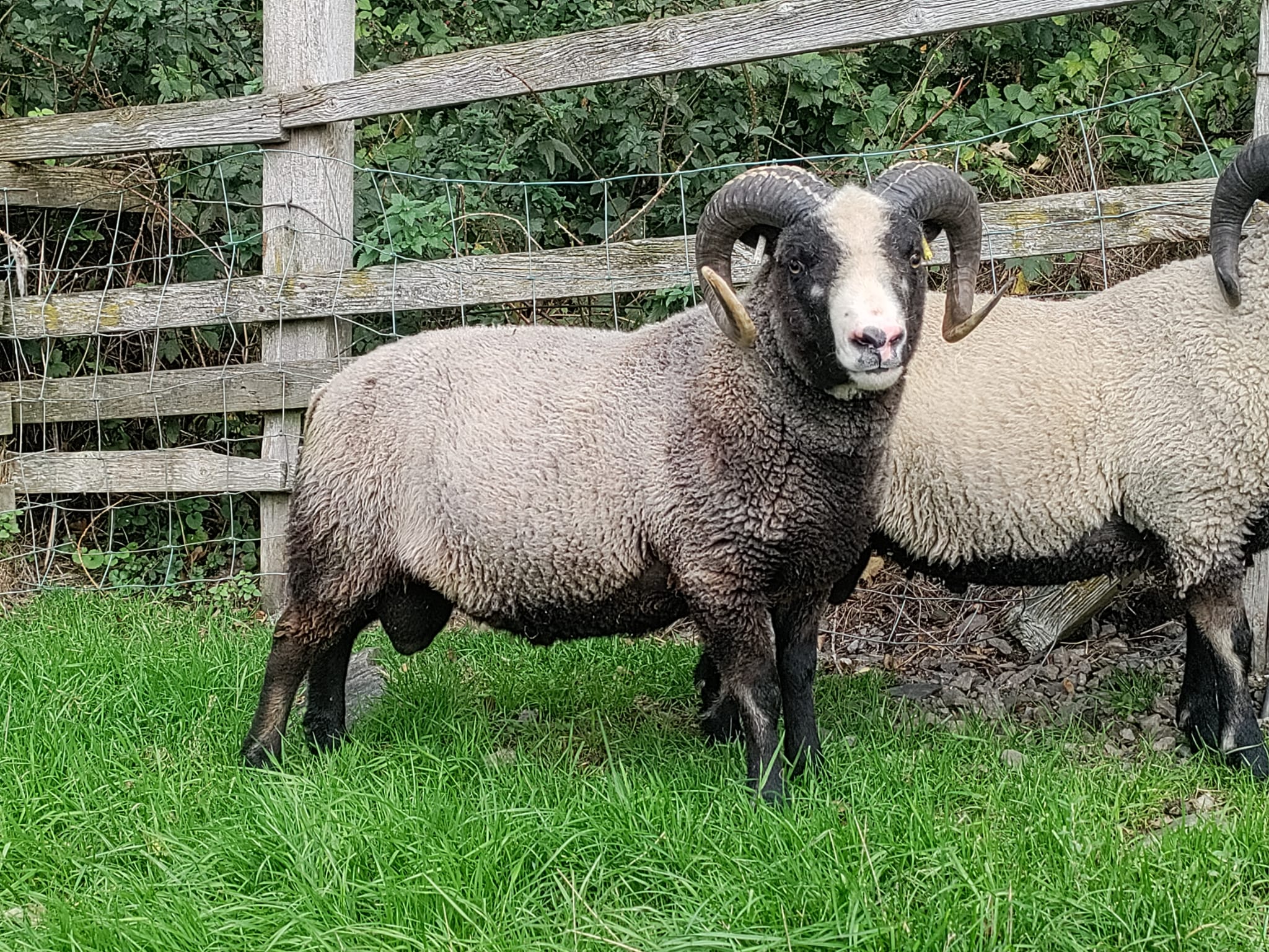 Shearling Ram For Sale - Neptune of Derwent image 1