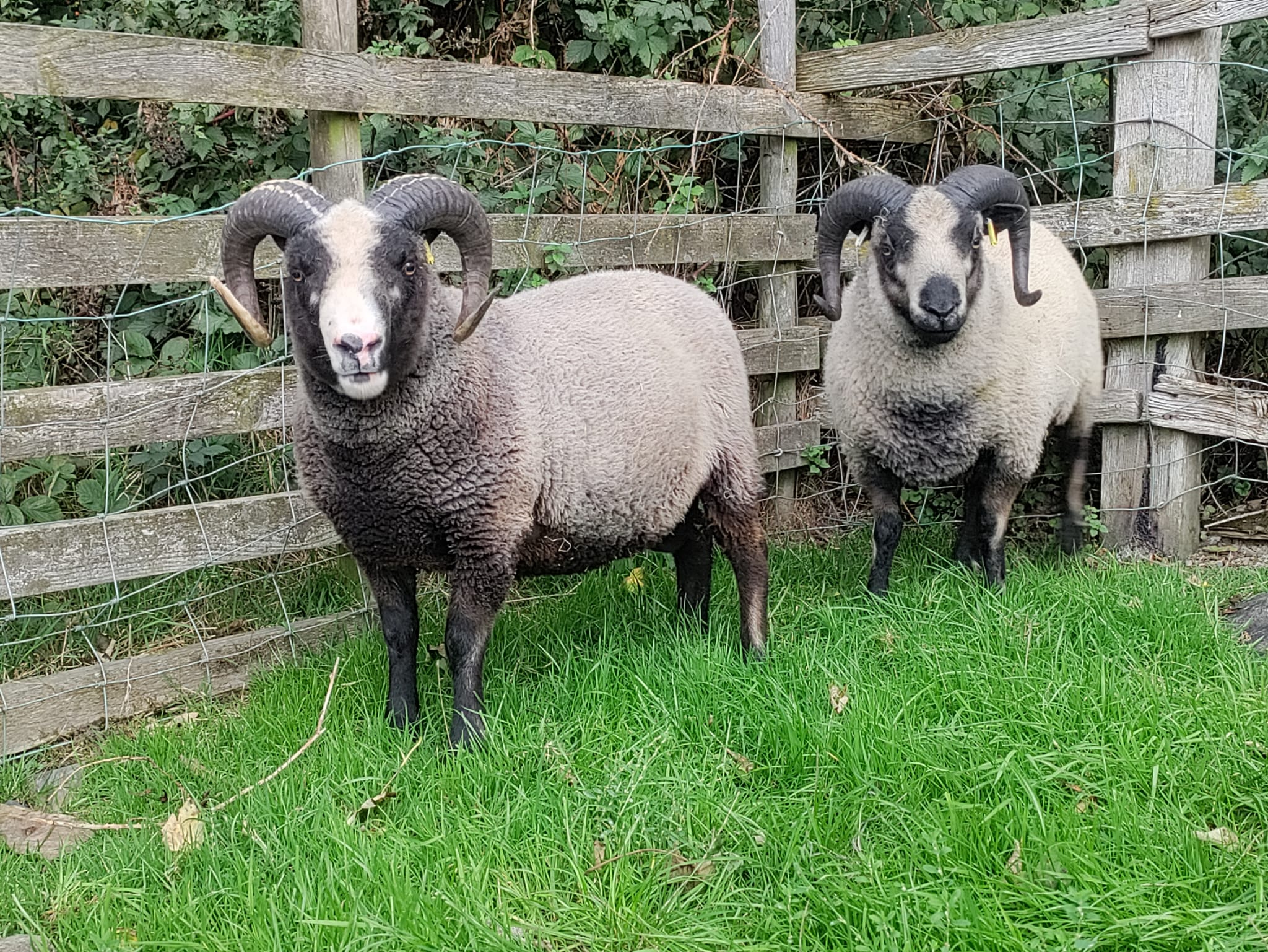 Shearling Ram For Sale - Neptune of Derwent image 2