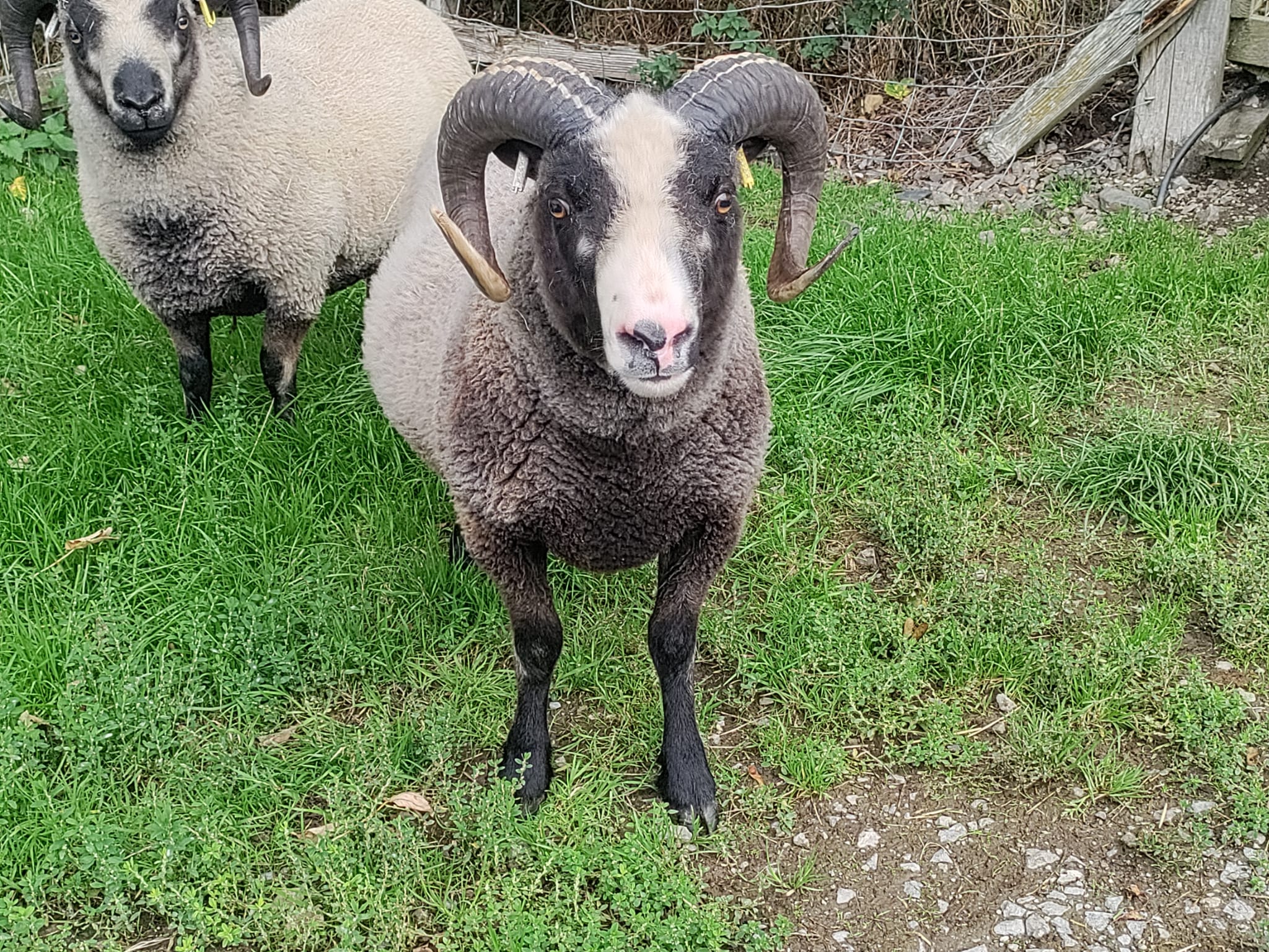Shearling Ram For Sale - Neptune of Derwent image 3