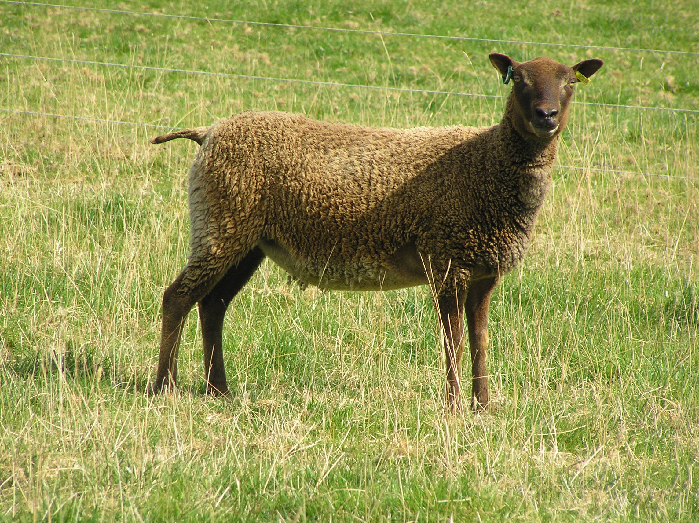 ROBAN FLOCK IN NORTH WILTSHIRE image 1