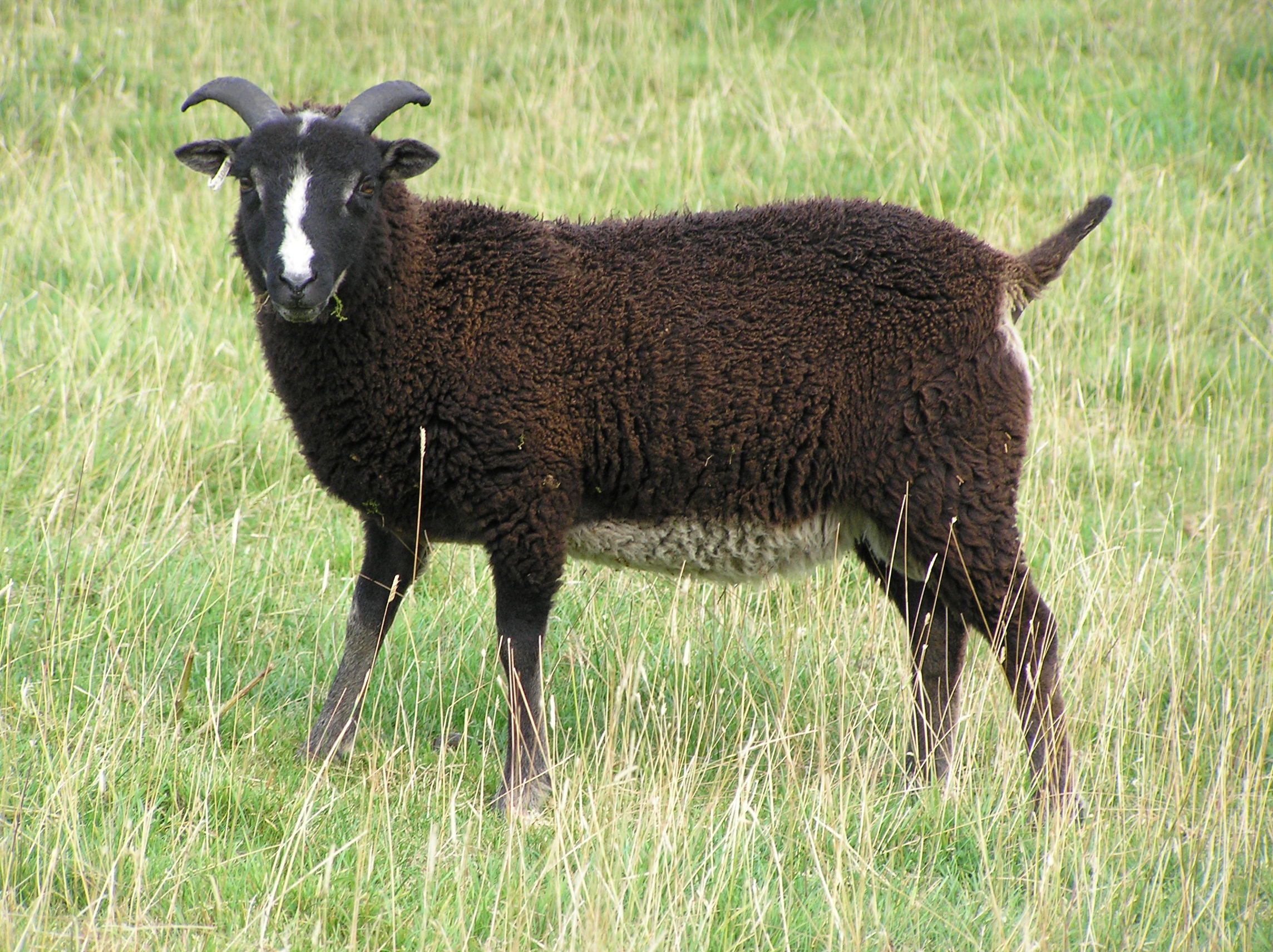 ROBAN FLOCK IN NORTH WILTSHIRE image 2