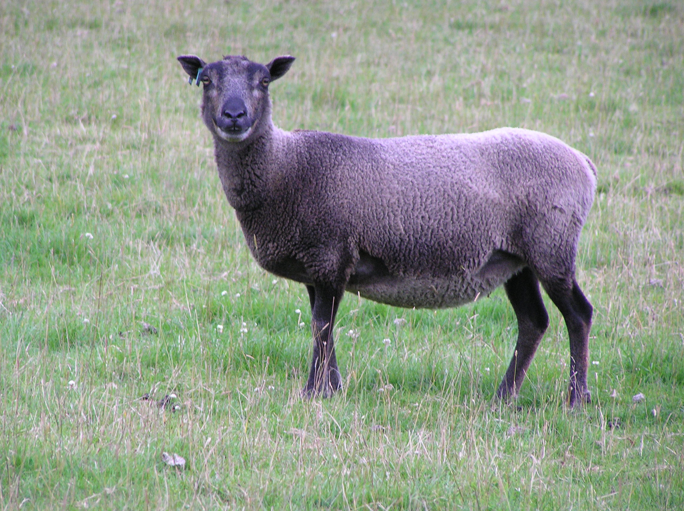 ROBAN FLOCK IN NORTH WILTSHIRE image 3