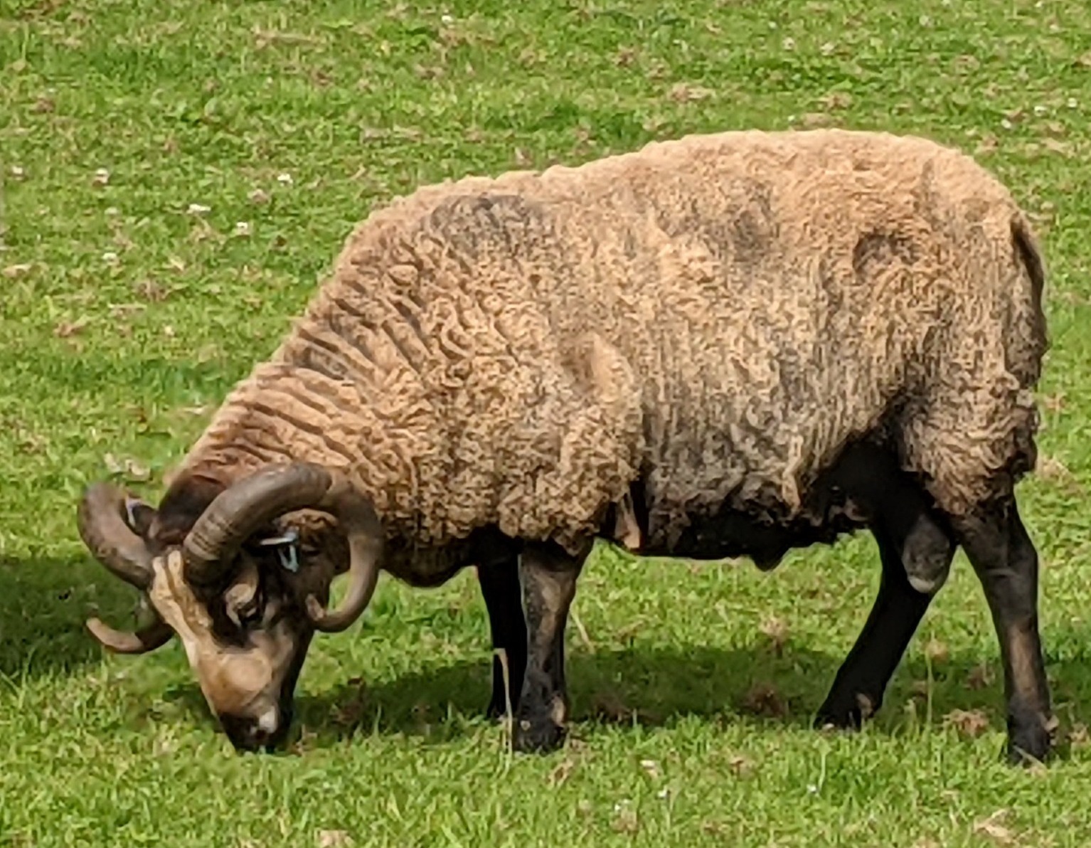 Grey katmoget ram for sale