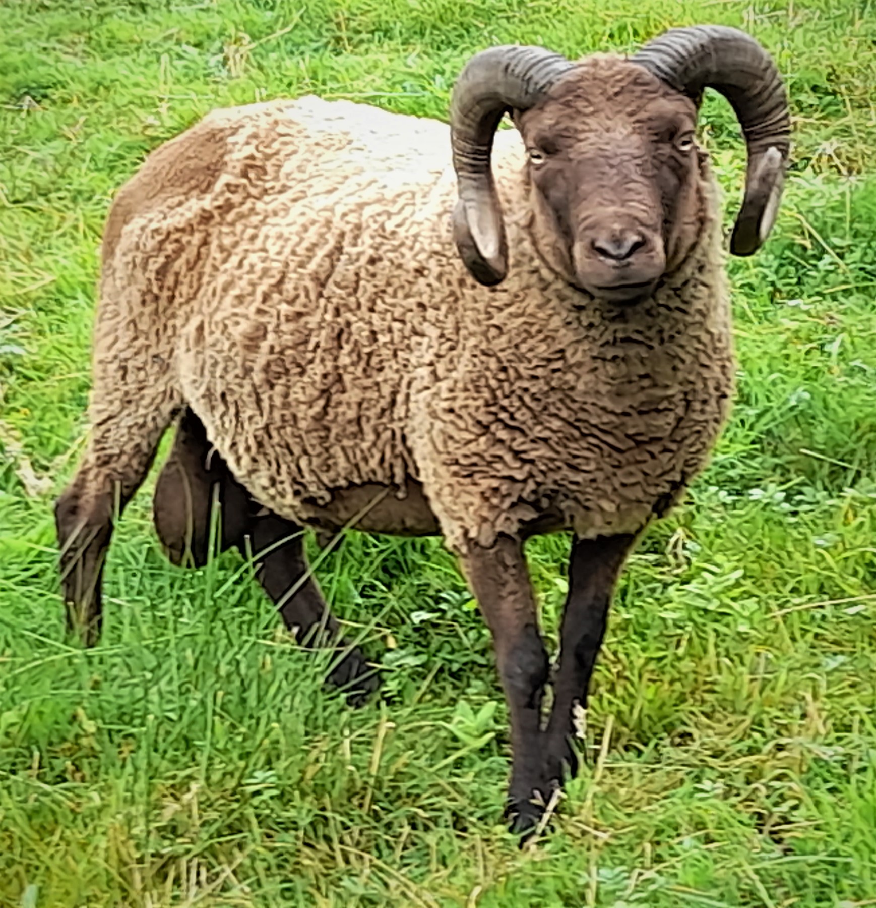 EXCELLENT MOORIT RAM