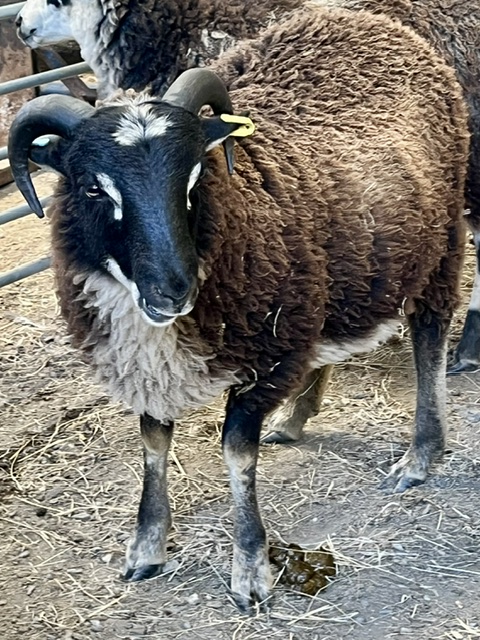 3 Premium Pedigree Ram Lambs