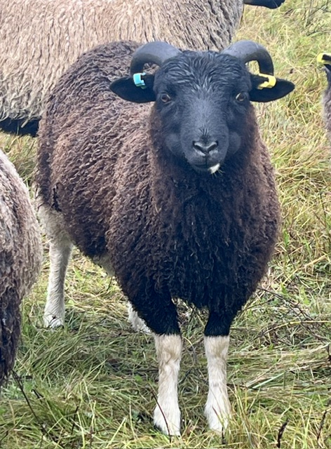 3 Premium Pedigree Ram Lambs image 2