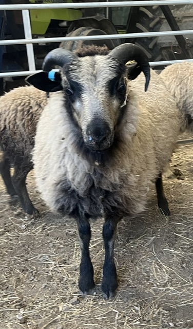3 Premium Pedigree Ram Lambs image 3