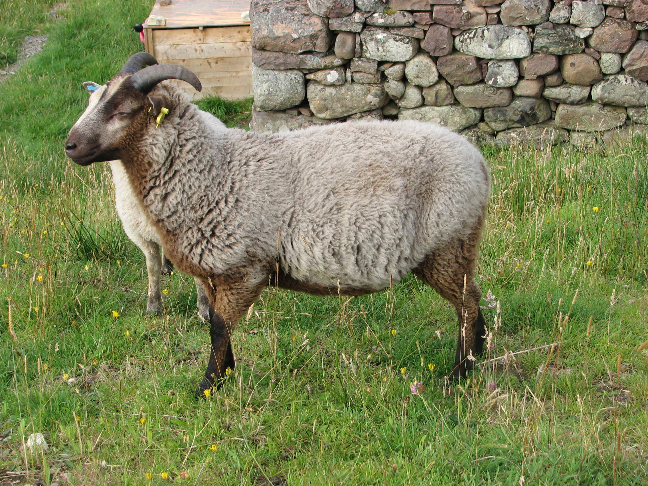 3 lovely ram lambs for sale Shetland Sheep Society