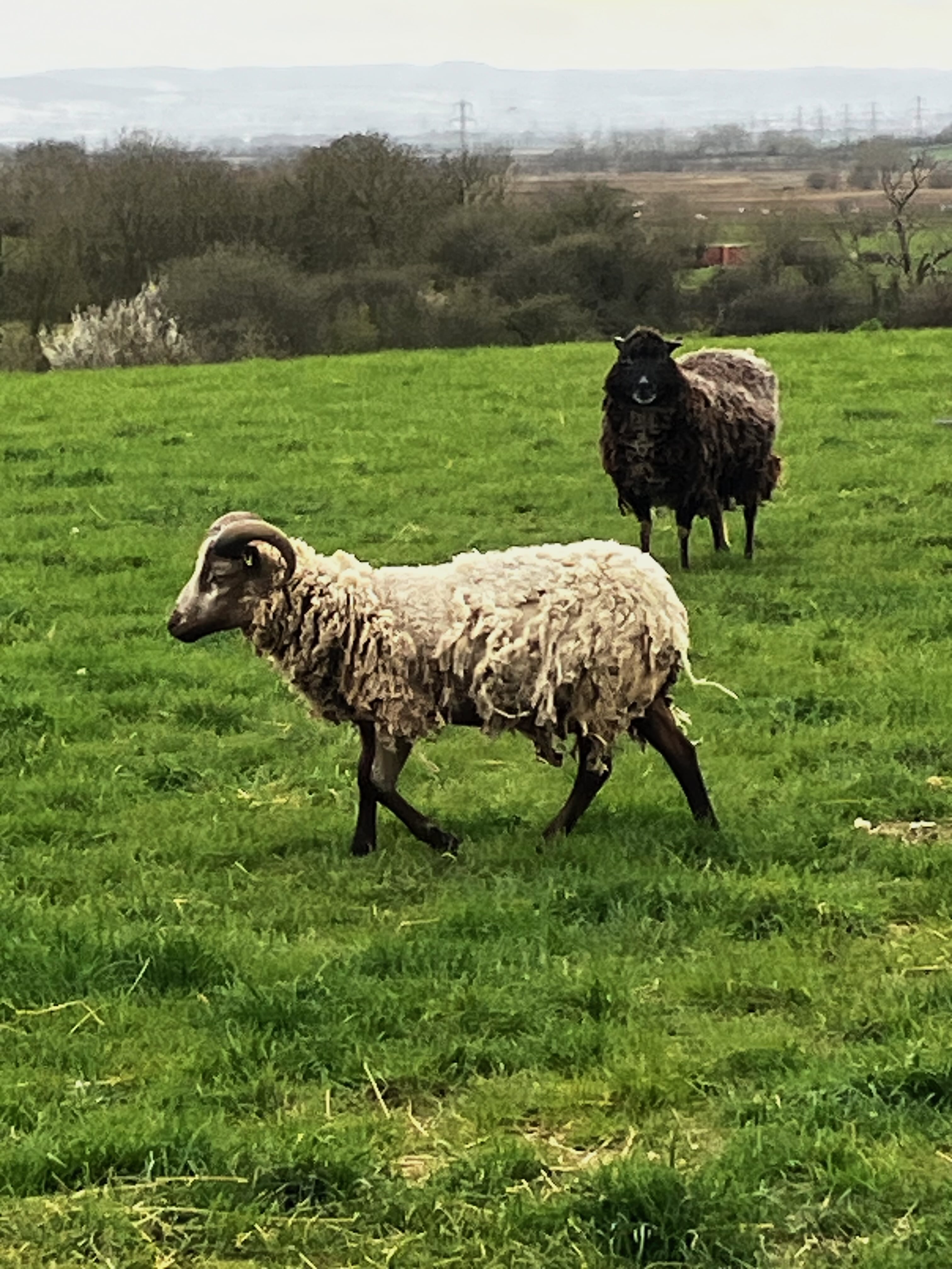 Year Old Ram Available