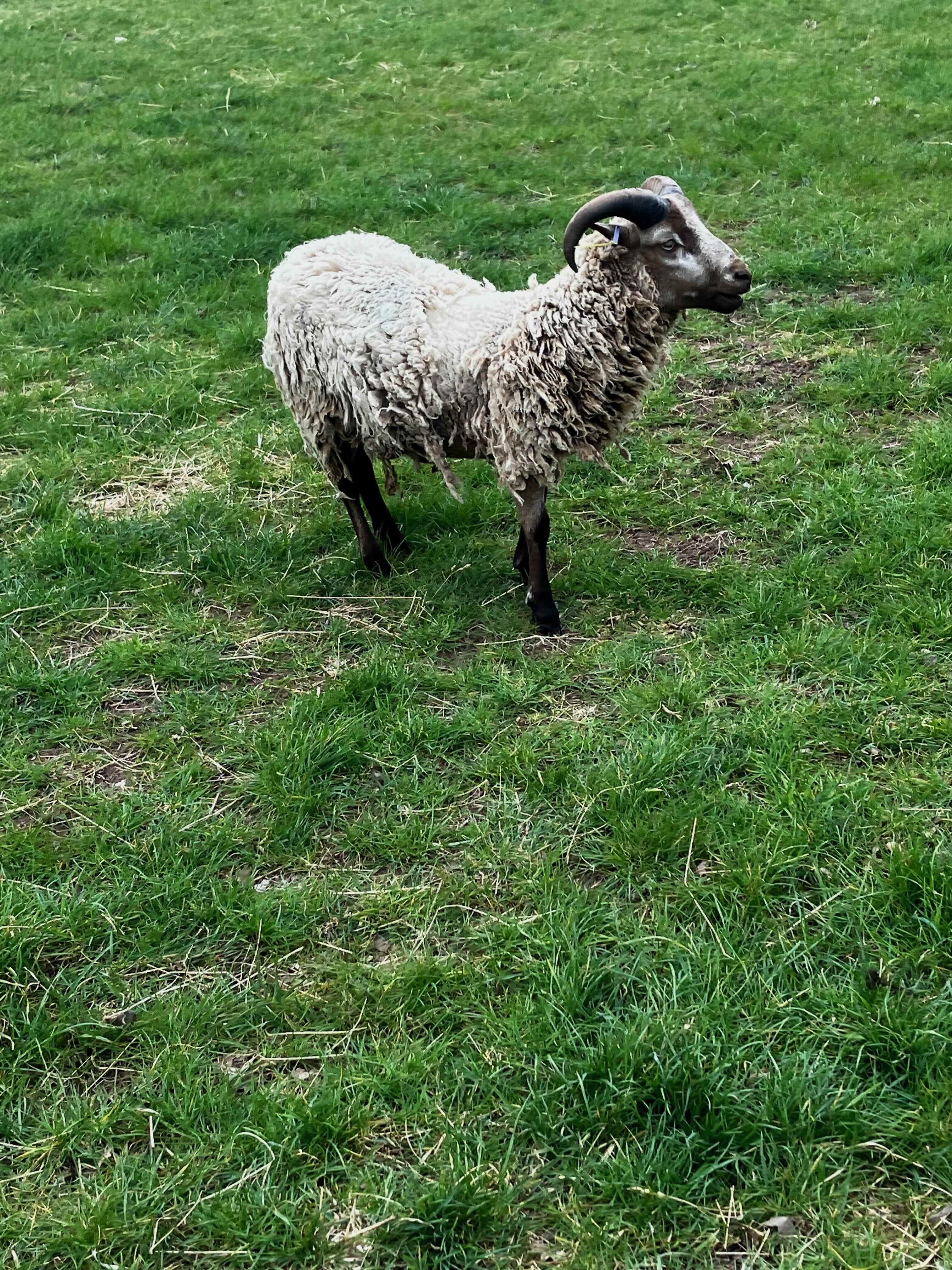 Year Old Ram Available image 2