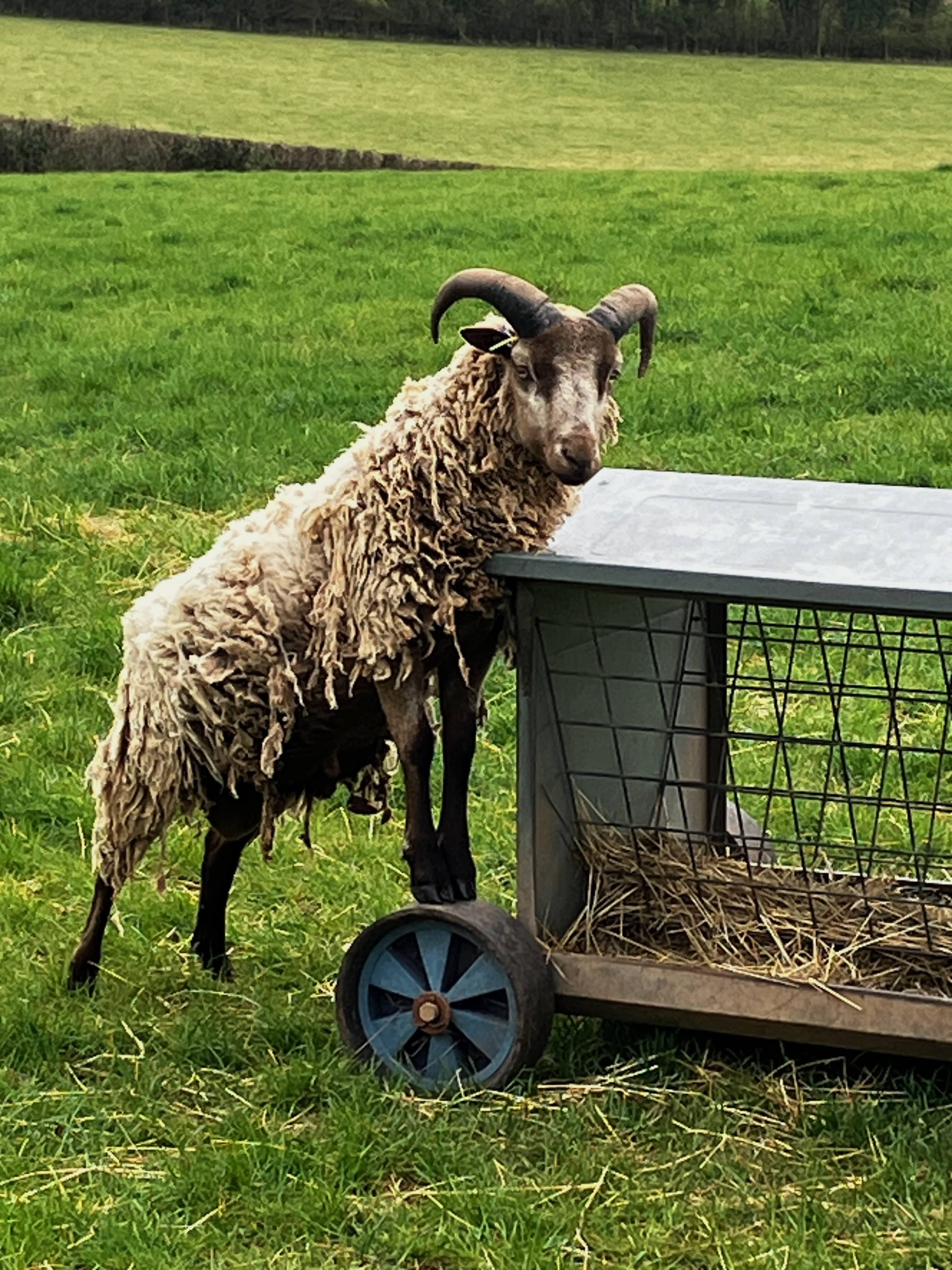 Year Old Ram Available image 3