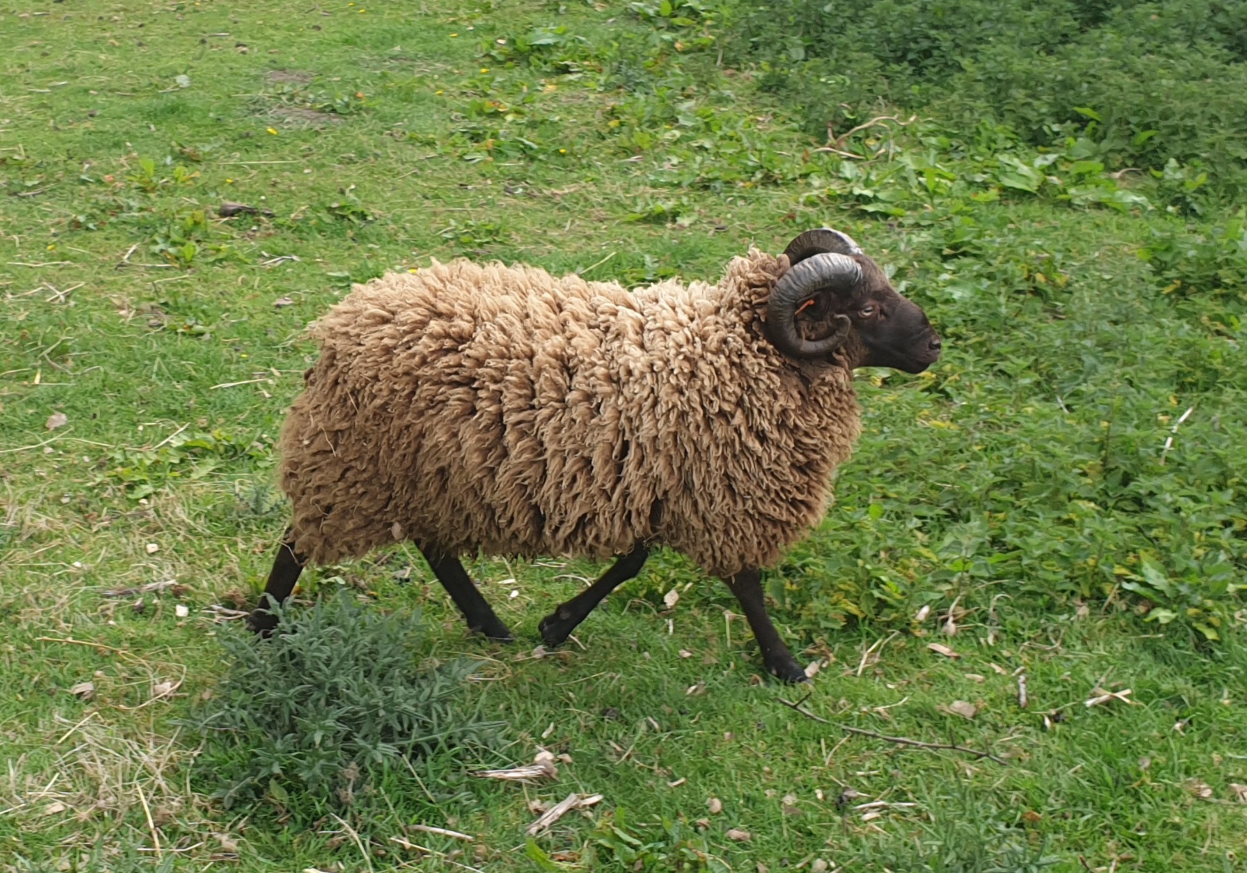 Shearling Rams for sale image 1