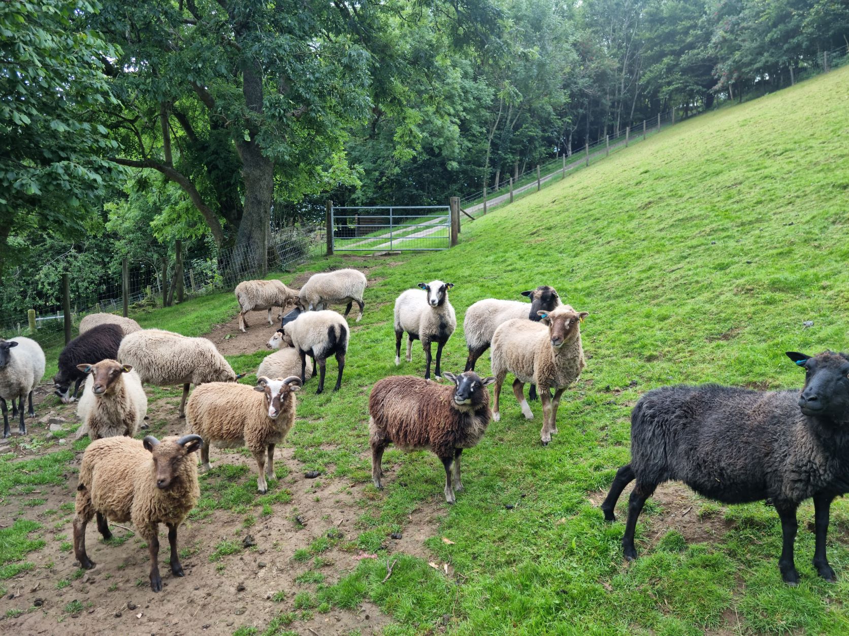 Could ewe resist these bundles of woolly joy? image 1